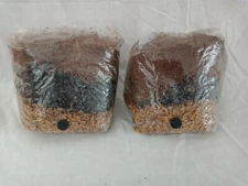 2 All in One Mushroom Grow Bags Sterilized 3.5lb GROWING BIO-BAG KIT FAST SHP[A]