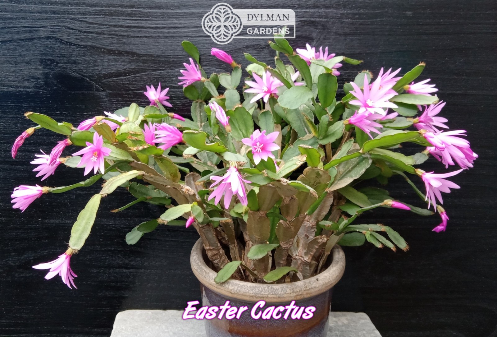 Easter Cactus - Rhipsalidopsis x graeseri - Live Plant 2 to 4 inches - Whitsun
