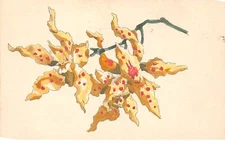 Illustrator - No. 64606 - Flowers