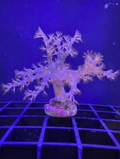 Live Soft Coral Leather Lemnalia 2.5"+