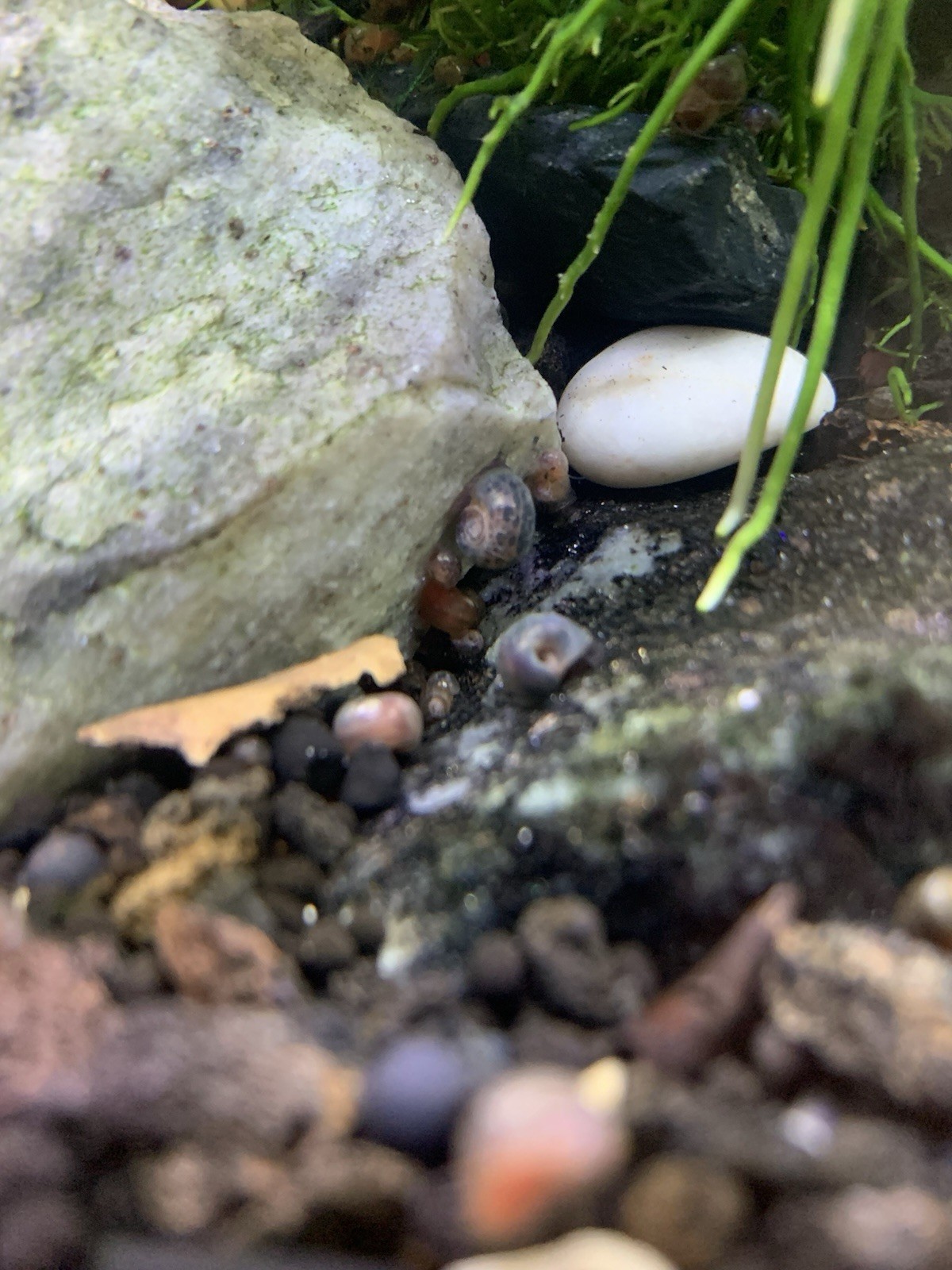 20 + 5 FREE Live Aquarium & Pond Snails Freshwater ( RAMSHORN ) Plus Stems Plant