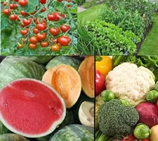 Fruit and Vegetable Garden Seed Kit | 50+ Seeds Each Watermelon, Cantelope, Toma