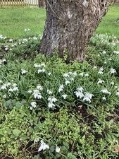 Ten Galanthus nivalis 'Flore Pleno' Double Snowdrop (Bulbs) Free Shipping