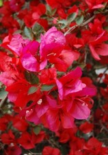 Well Rooted  SAN DIEGO RED  Bougainvillea starter/plug plant 