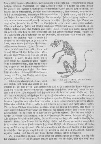 Eichhörnchen Gerippe Skelett Sciurus vulgaris Holzstich von 1891 Eichkätzchen - 第 1/1 張圖片