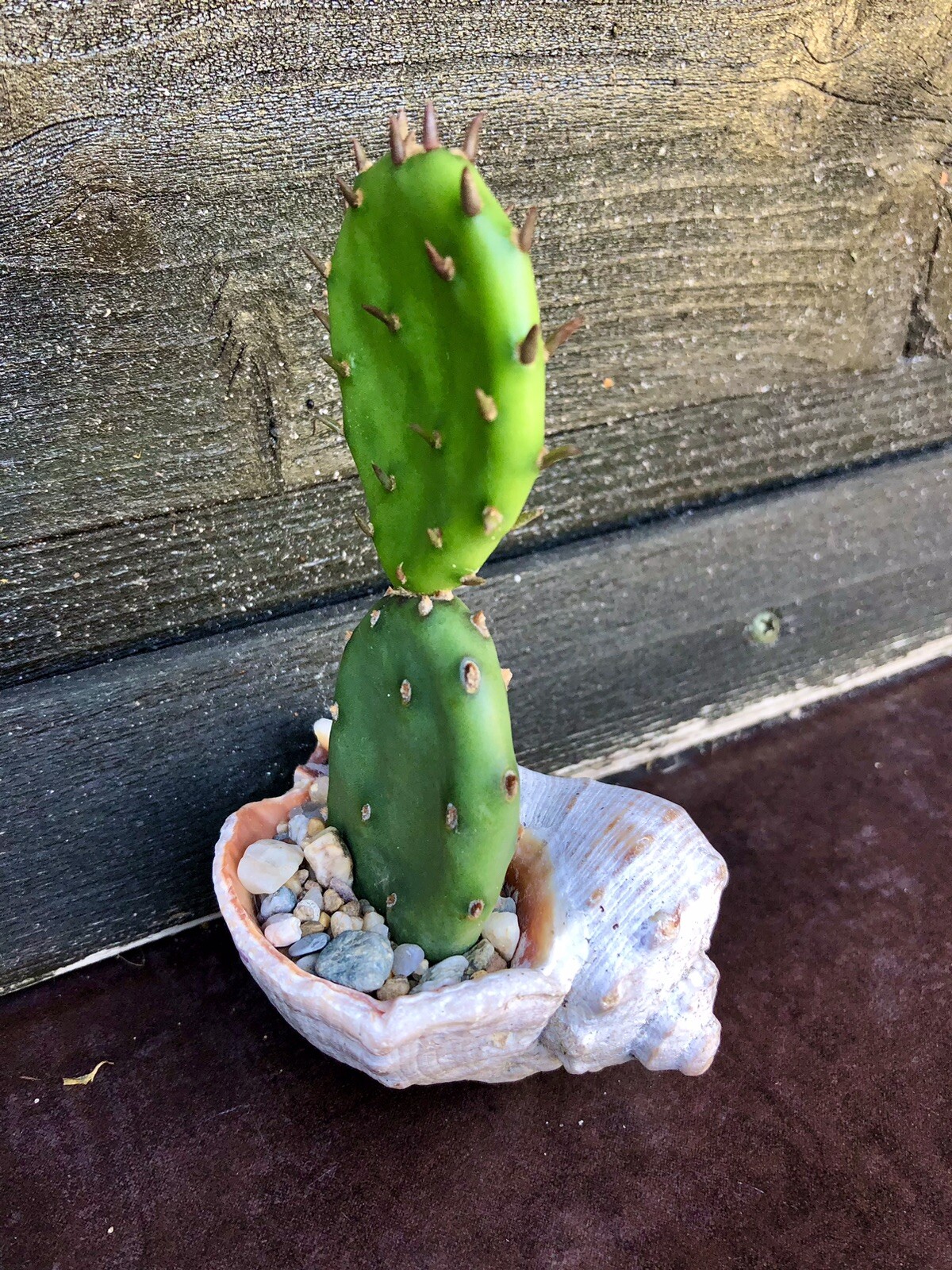 Bepflanztes Schneckenhaus - ausgefallenes Geschenk für Garten/Balkon/Terrasse