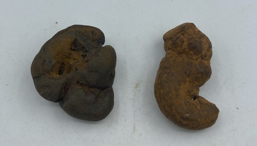 Washington State Coprolite Genuine Fossilized Feces Poop Dung CP15 - Picture 2 of 4