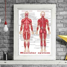 500549 MUSCULAR SYSTEM - Human Body Chart 36x24 WALL PRINT POSTER