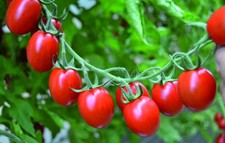 Red  Mini Plum Tomato Plug Plants Grow Your Own Vegetables Ready to Plant Now