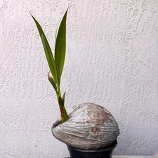 🌴🥥 Green Malayan Dwarf Coconut Palm Live Plant- 4" to 10" Tall - FREE Shipping