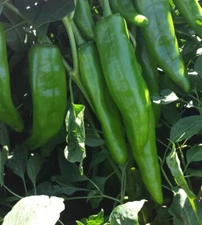 NM 6-4 Heritage Chili Pepper Seeds, NuMex, Mild Green Chile, Ristra, FREE SHIP