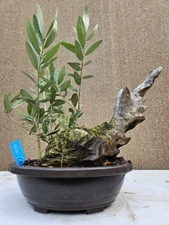 Old European Olive Bonsai Tree,,, SALE