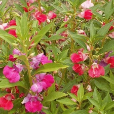 BALSAM FLOWER SEEDS 200+ CAMILIA FLOWERED MIX wildflower GARDEN FREE SHIPPING