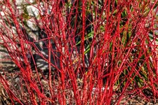 20 RED TWIG DOGWOOD American Red Osier Shrub White Flower Cornus Sericea Seeds