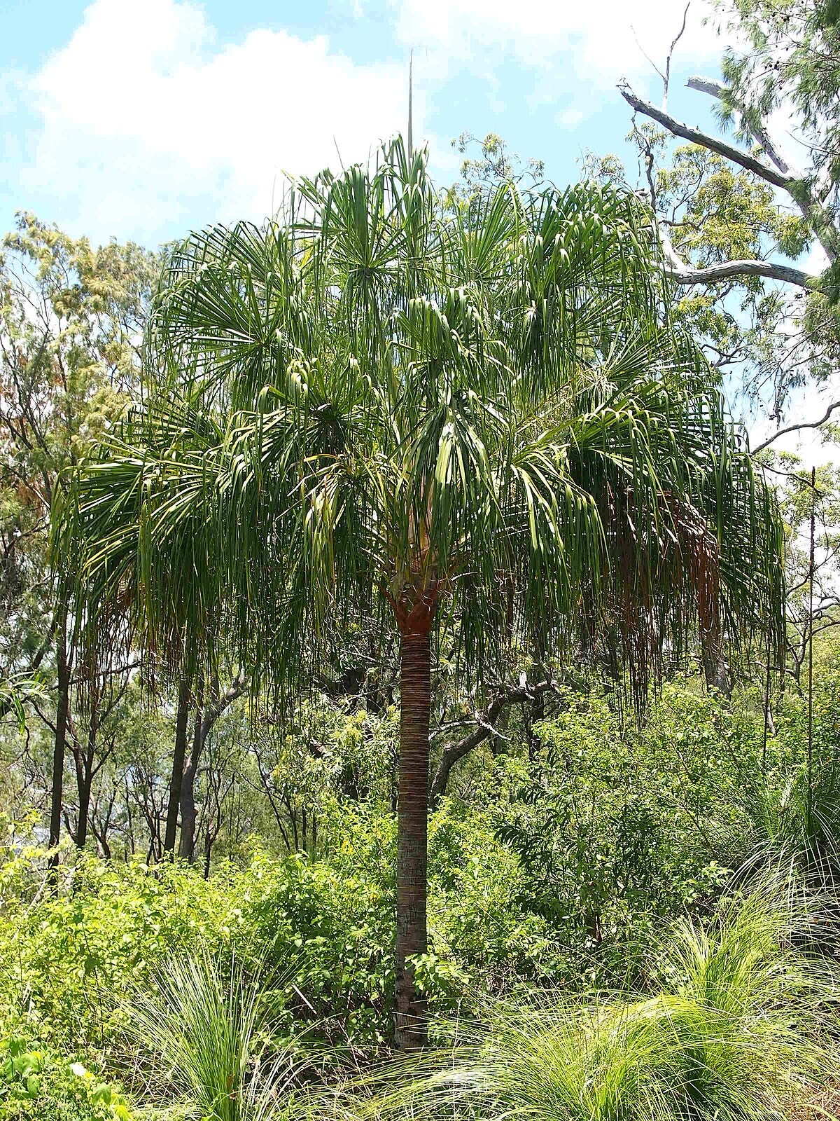 WEEPING CABBAGE PALM (Livistona decipiens) 10 seeds eBay