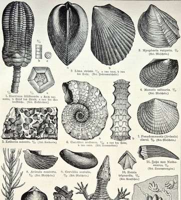 Alte Lithographie, Triasformation, Fossil, Paläobiologie, Holzstich, ca. 1908