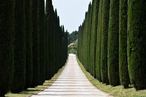 Upright Italian Cypress | Premium Seeds | Cupressus sempervirens Stricta Plants' - Picture 5 of 15