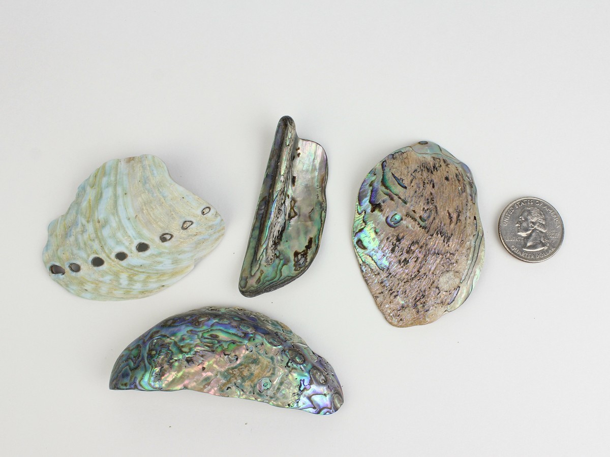 Paua Abalone Shell Pieces Satin: Extra-Large 1/4 lb (565Z-TPSXL-AS