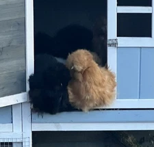 8+2 SILKIE HATCHING FERTILE EGGS. SHOW QUALITY! CRESTED,BEARDED & WITH EARMUFFS 