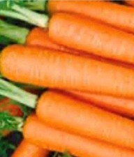Tendersweet Carrot Seeds  NON-GMO Carrot Seeds  Fresh Heirloom Garden Seeds