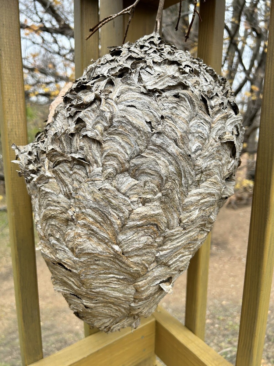 Bald-Faced Hornets Nest - Educational Purposes Or Display Perfect 