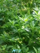 100 Seeds Waterleaf, Jewels of Opar, Surinam Spinach  Earth Ginseng SEEDS 