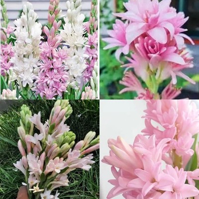 Imported big size of bulbs Rajnigandha flower bulbs tuberose plant Pack of 2