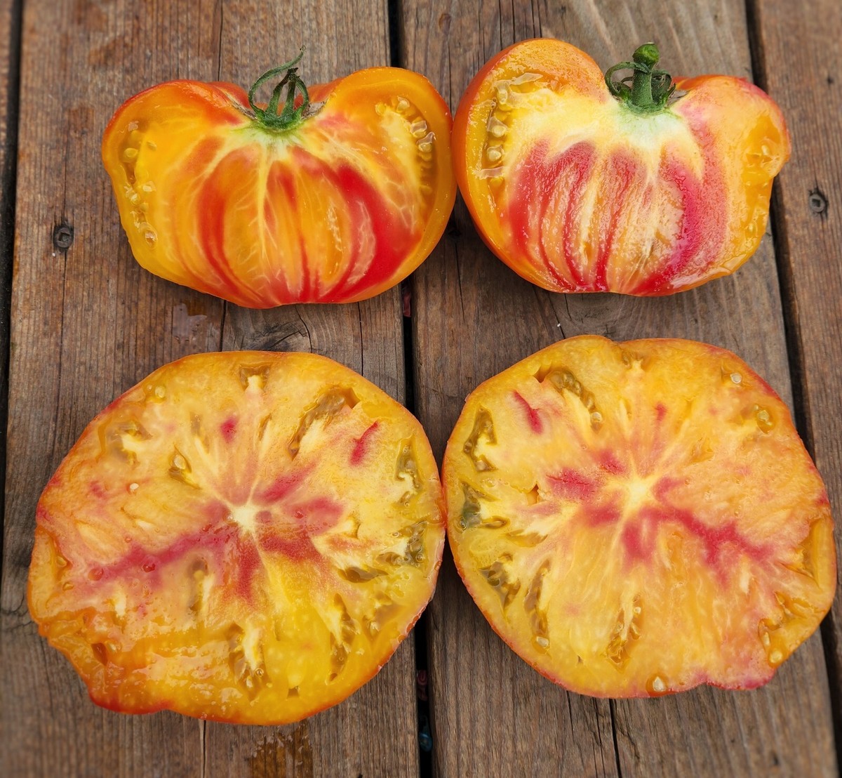 Tuxhorn's Red and Yellow bi-color tomato, 15+ seeds, COMBINED