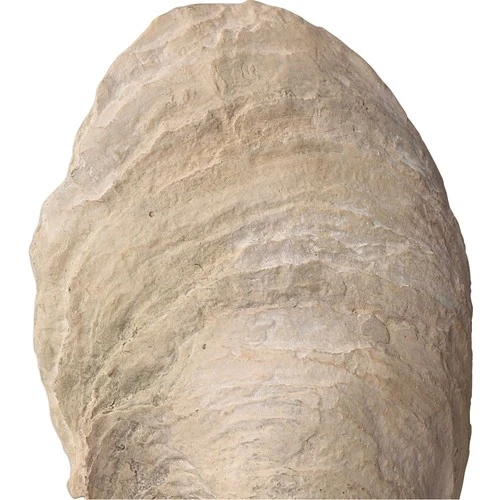 Uttermost 17523 Oyster 15 X 5 inch Shell Sculptures, Set of 2 - Picture 4 of 6