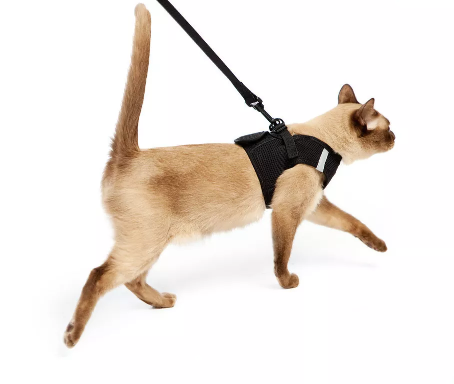Tsa approved cat clearance harness