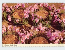 Postcard Hawaiian Vanda Orchids