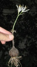 Hannonia hesperidium 10 fresh SEEDS