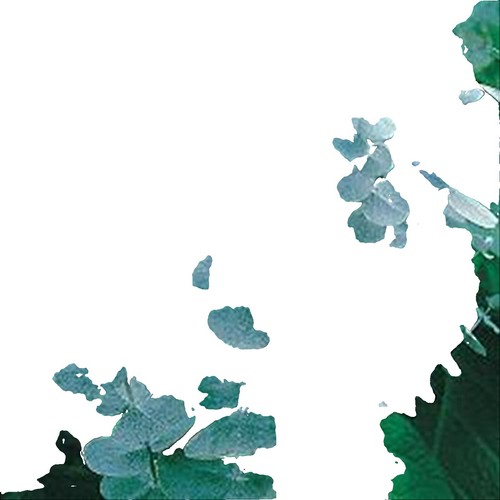 Eucalyptus Deglupta In Cahuita, Costa Rica - Foto 3