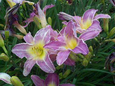Hemerocallis Purple Bicolor, rosa-gelbe Schönheit