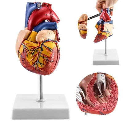 Herzmodell 1:1 Anatomisches Menschenleben Größe Herz Modell Medizinische 2 Teile - Bild 1 von 4