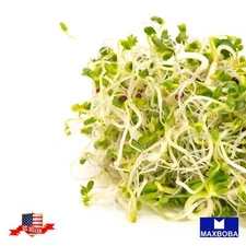 Broccoli Organic - Sprouting Fresh Seeds Non-GMO Heirloom