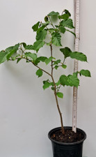 Haselnuss Haselnuß kräftiger Strauch Jungbaum im Topf Jungpflanze Winterhart