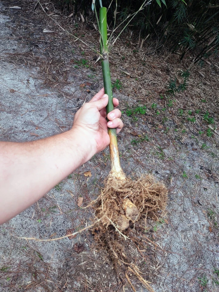 Bambusa multiplex - Green Hedge Clumping Bamboo - Start, One Rooted Cutting - Image 2 of 4
