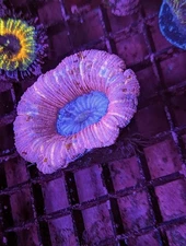 WYSIWYG Lavender Trachyphyllia Wellsophyllia Trachy Open Brain Coral Live Frag