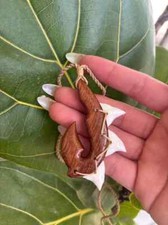 Hawaiian Koa Wood  Shark Teeth Fish Hook Maori Tribal Fish Hook Pendant 45104