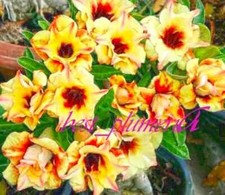 NEW! Adenium Obesum - Desert Rose "SUNBIRD" - 5 seeds (#47)