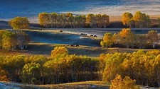 Landscape nature birch trees fall plateau horse grass Custom Gaming Mat Desk