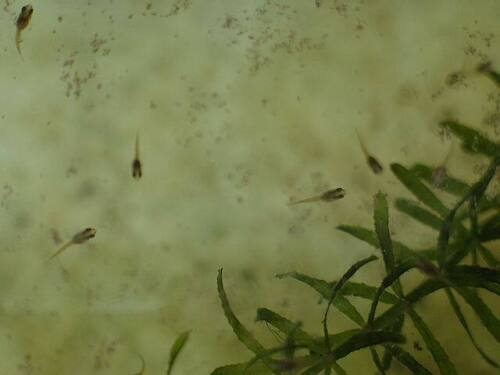 60.000 Feen Garneleneier Nahrung für neugeborene Fische, Betta, Guppy, Killifish - Bild 4 von 4