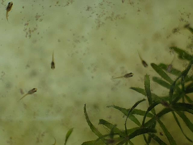 60.000 huevos de camarón de hadas alimento para peces recién nacidos, Betta, Guppy, Killifish Foto 4 de 4