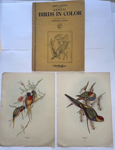 2 Vintage J. Gould Colorful Bird Prints With Original Folder - Picture 3 of 7