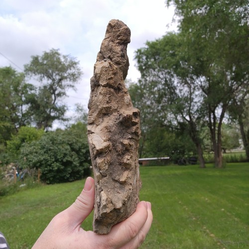 Triceratops Scapula Section - Large Heavy Piece Hell Creek Formation Cretaceous - Picture 5 of 10
