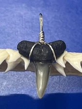 SHARK TOOTH PENDANT Fossilized 7/8 Inch Lower LEMON Shark Tooth 