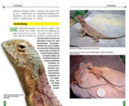 Thumbnail - Die Australische Taubagame Thomas Ackermann