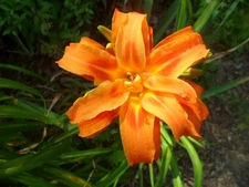 10 Hermerocallis Vulva Kwanso Orange quadruple Lily Plants**Summer Bloom*LowShip