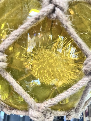 NUOVO Galleggiante in Vetro Giallo con Vero Pesce Tampone Giallo Lampadina LED Tiki Bar Decorazione - Foto 14 di 15
